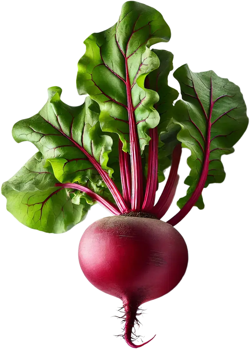 Remolacha